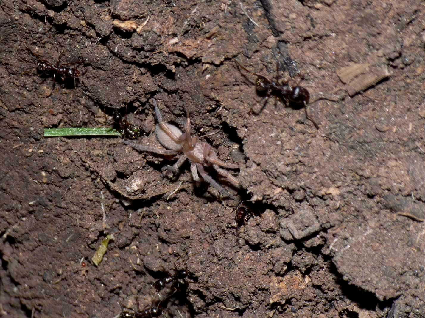 Ragni insieme a formiche Messor ibericus (Anagraphis ochracea)